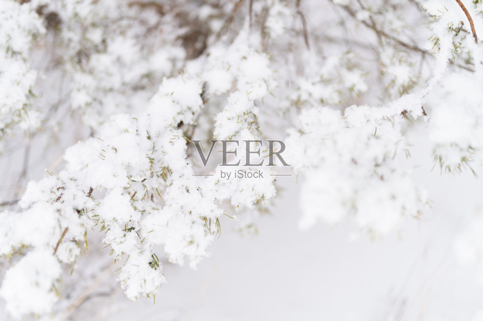 大自然里多雪的冬季。在森林或花园的寒冷的冬天，新鲜的冰冻雪和雪花覆盖着云杉或冷杉或松树的树枝。寒冷的天气。圣诞节的时候照片摄影图片