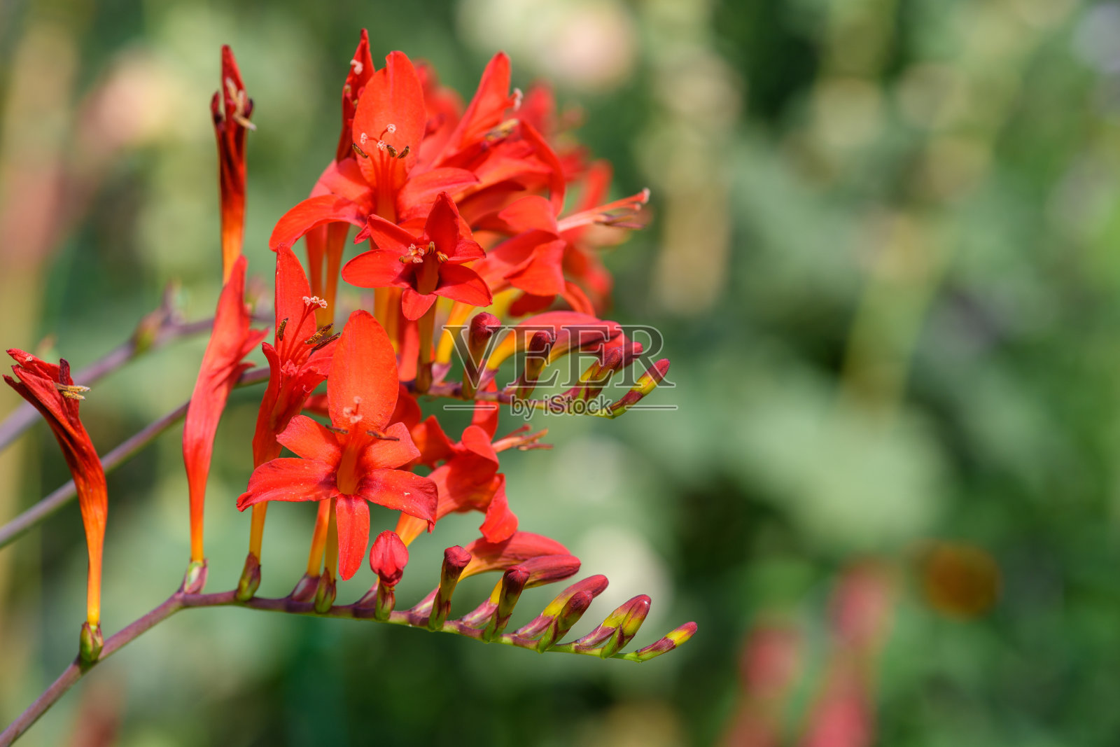 鳄鱼照片摄影图片