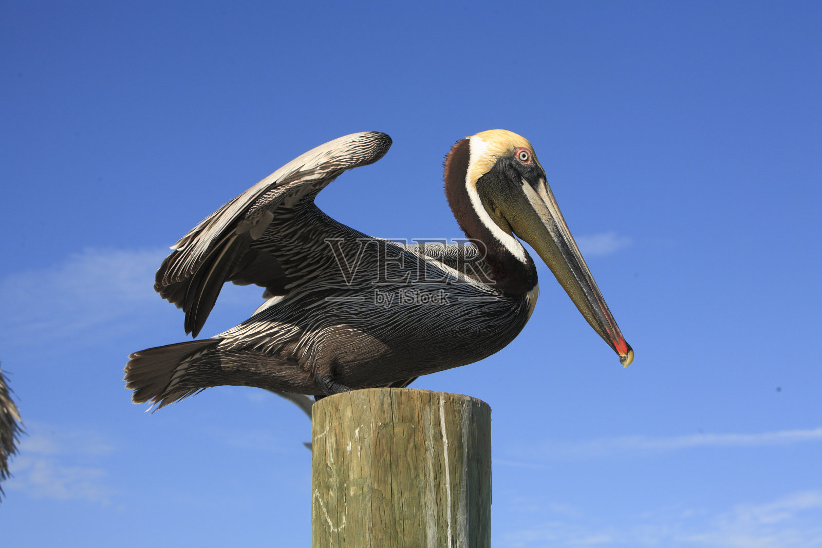 美洲褐鹈鹕西褐鹈鹕照片摄影图片