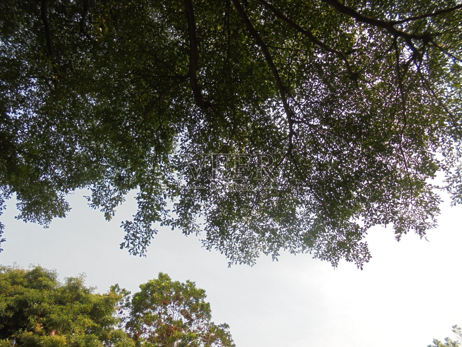 树照片摄影图片