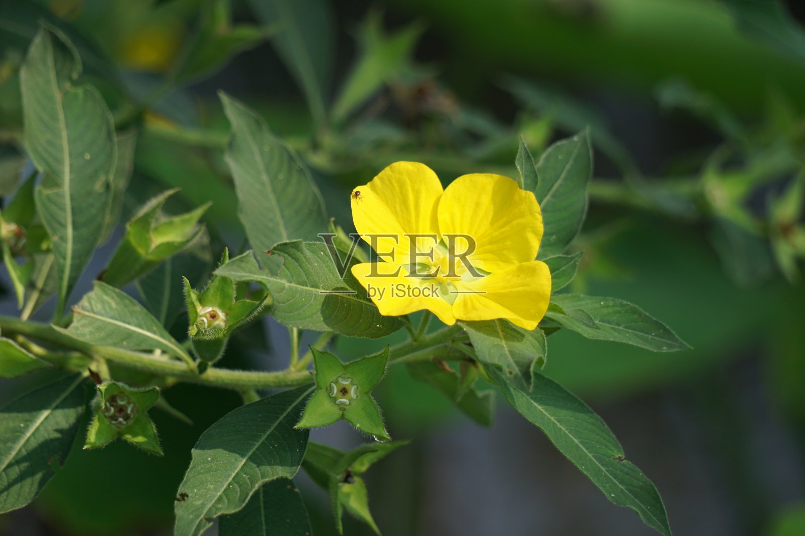 有自然背景的路德维吉亚照片摄影图片