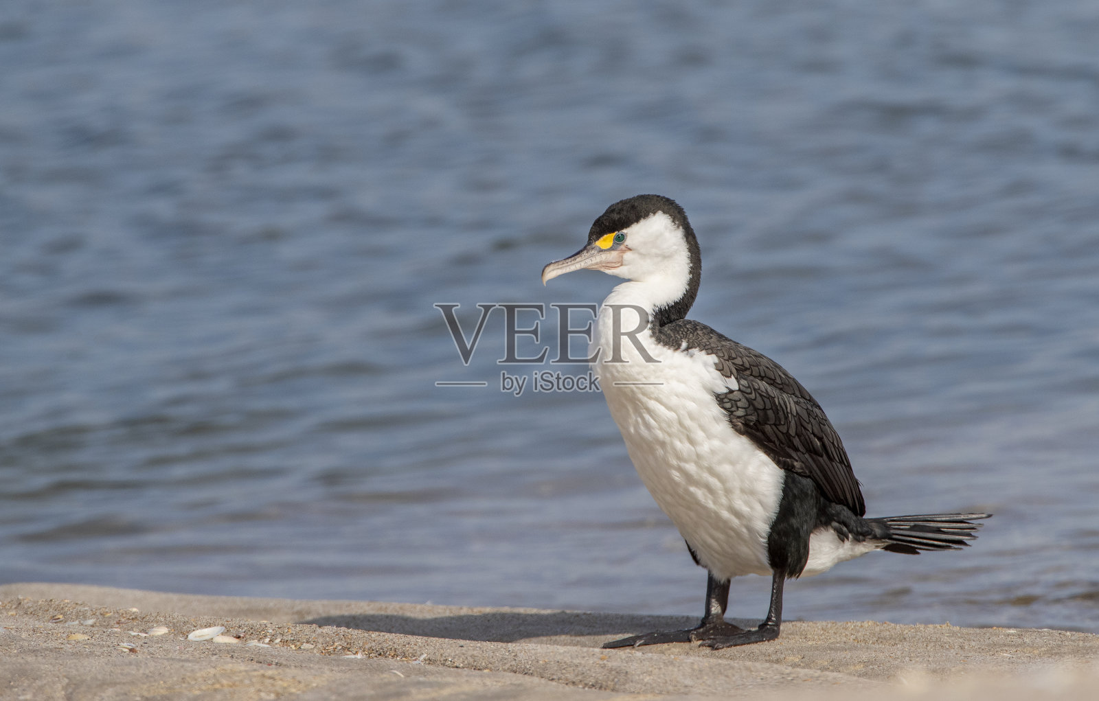澳大利亚斑鸬鹚、蝴蝶鸬鹚照片摄影图片