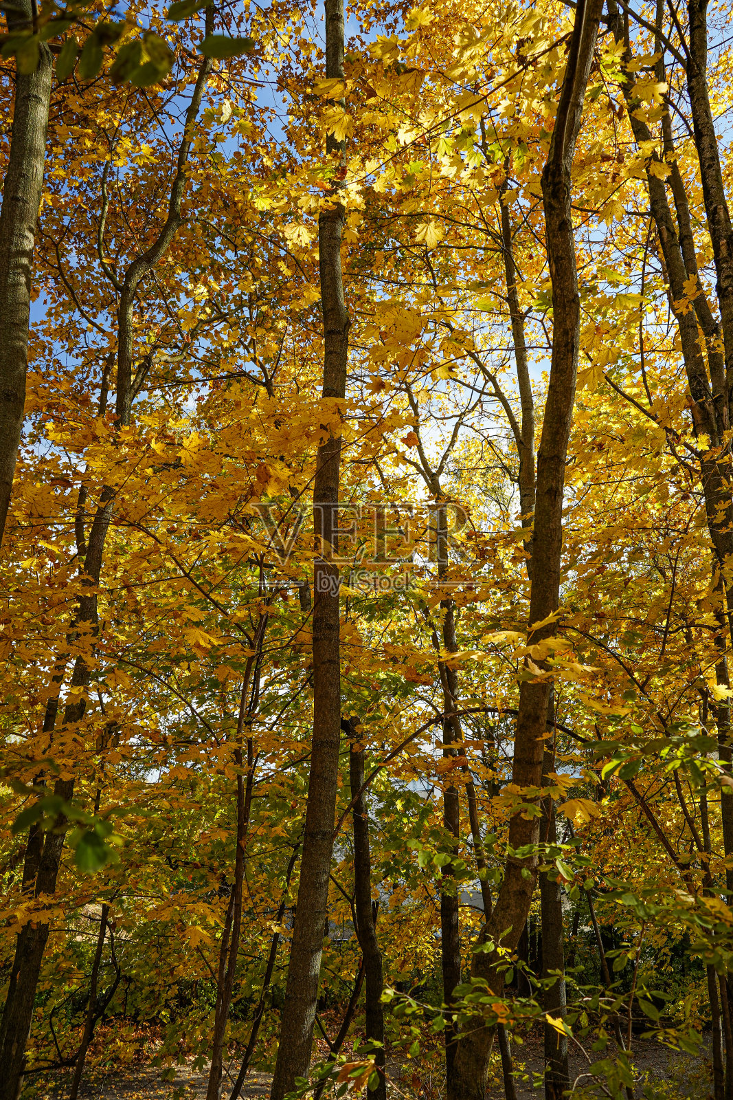 黄色的枫叶照亮了秋天的森林照片摄影图片