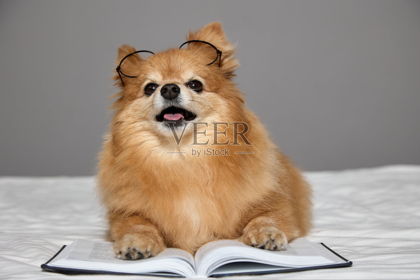 可爱的毛茸茸的狗戴着眼镜，伸出舌头假装在看书照片摄影图片
