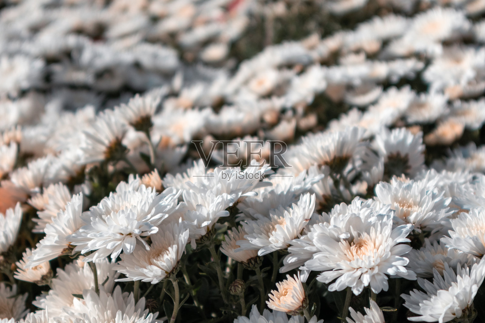 白嫩的秋菊特写照片摄影图片