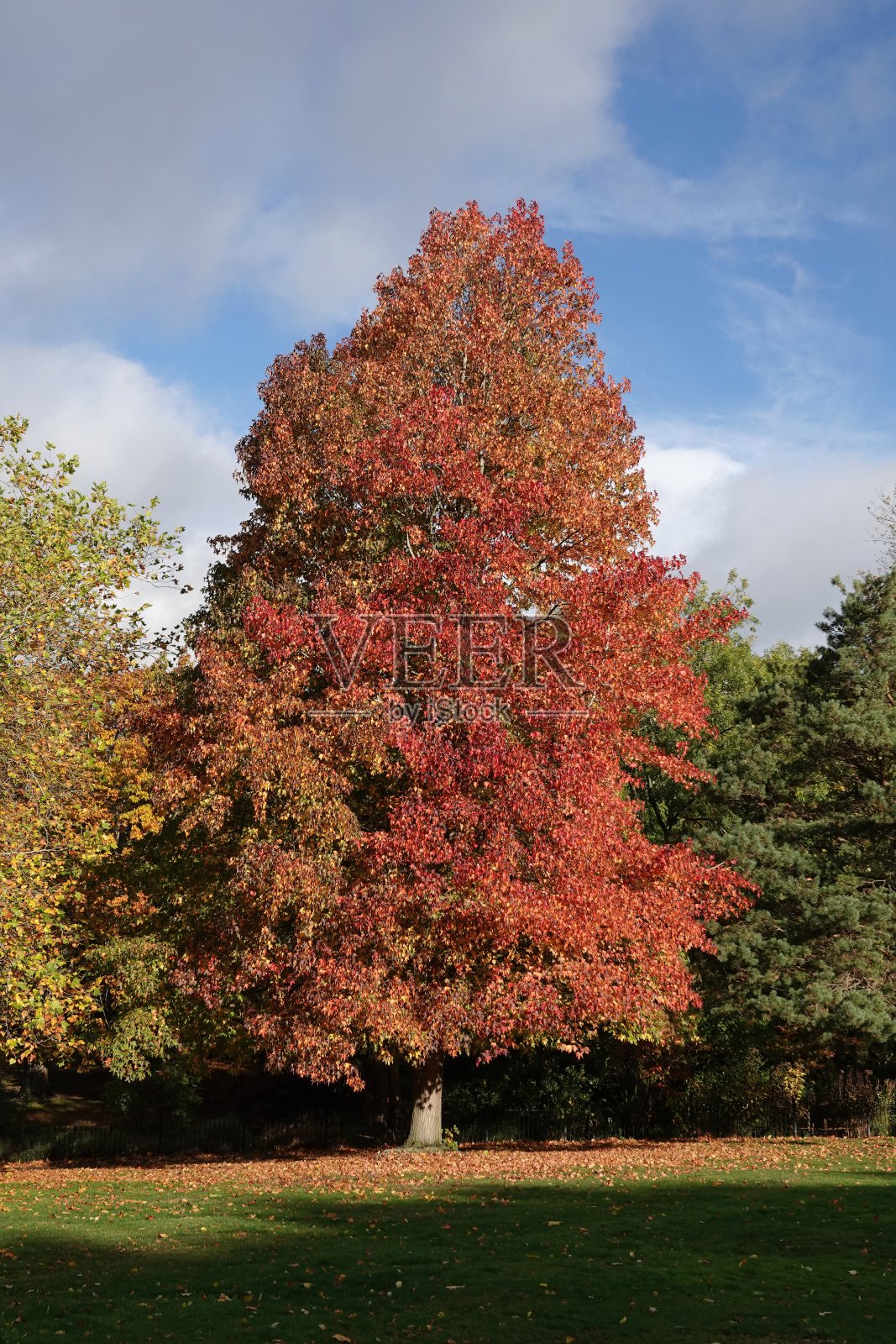 公园里一棵美丽的树，展示着秋天的色彩。照片摄影图片