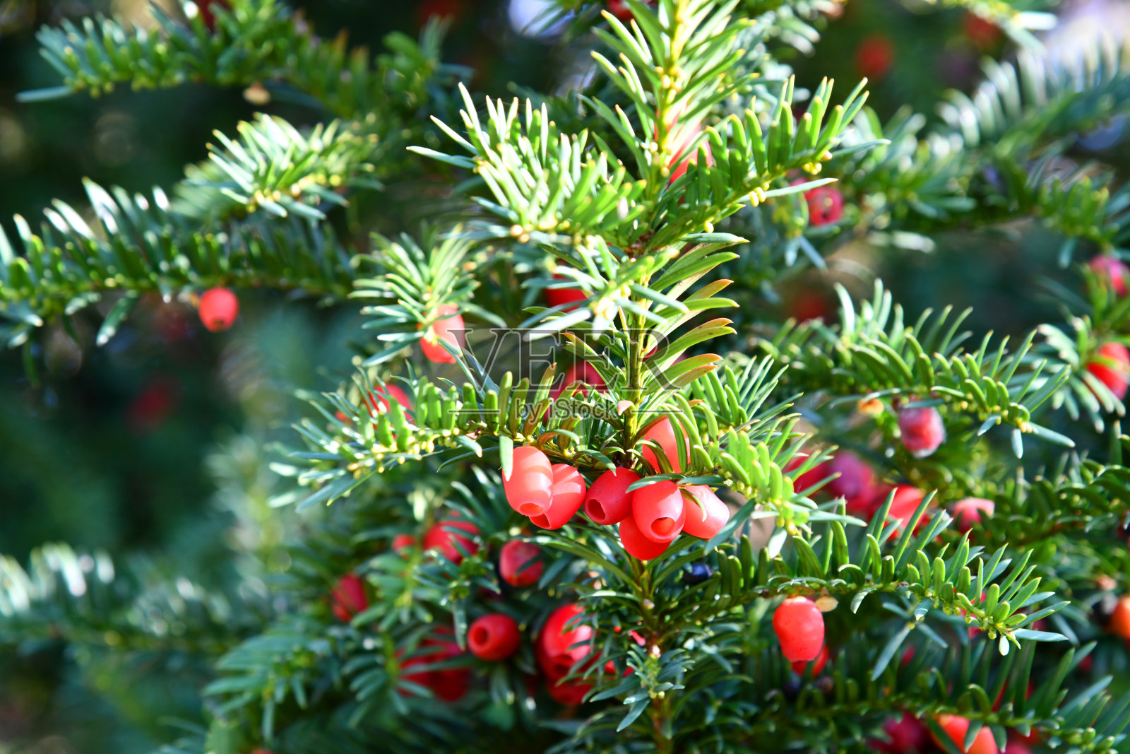 紫杉水松baccata照片摄影图片