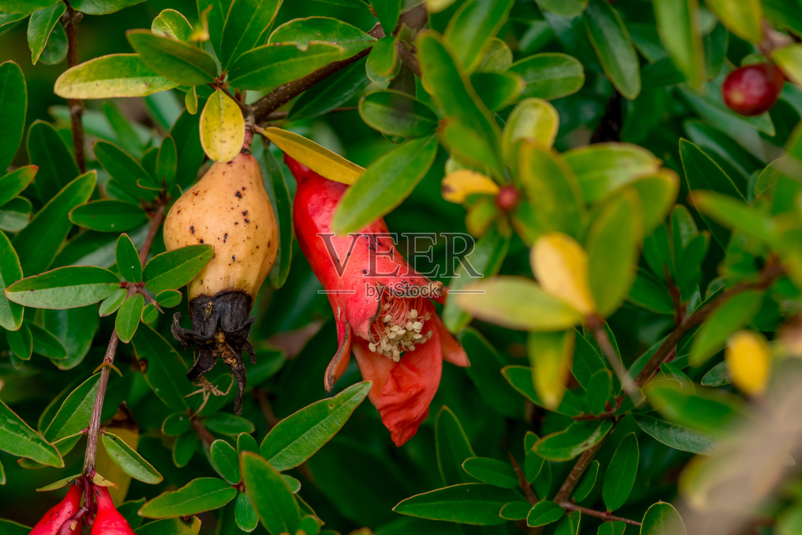 秋天，公园里的石榴花盛开了照片摄影图片