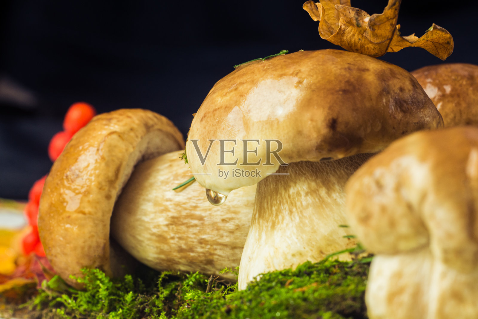 牛肝杆菌也被称为cep, penny bun，牛肝菌或牛肝菌蘑菇。苔藓和秋叶上的新鲜麻耳菌。食用蘑菇特写。照片摄影图片