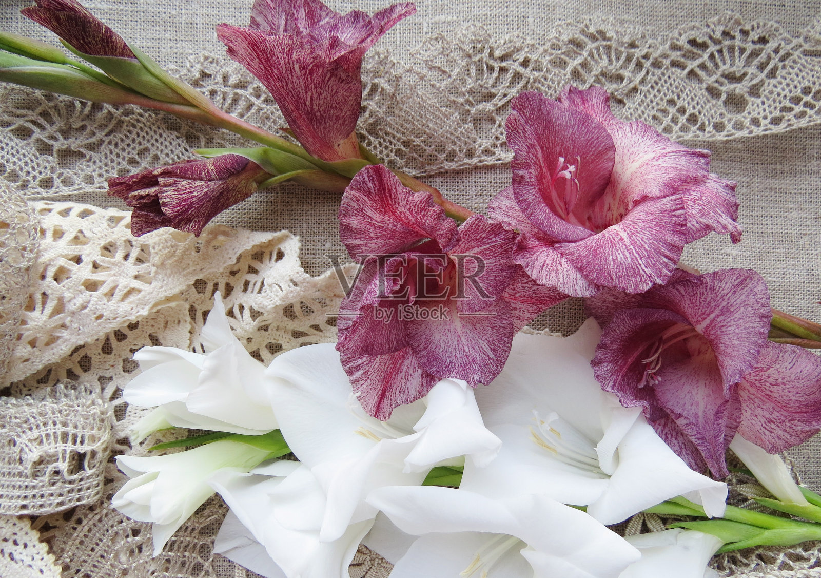 美丽的照片樱桃生长在花园里照片摄影图片