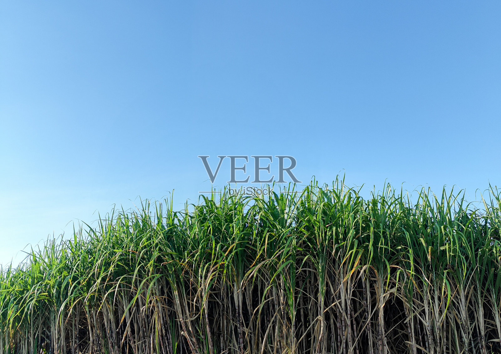 甘蔗田和天空照片摄影图片