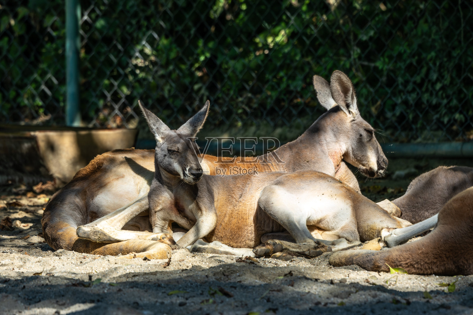 德国公园里的红袋鼠，大袋鼠照片摄影图片