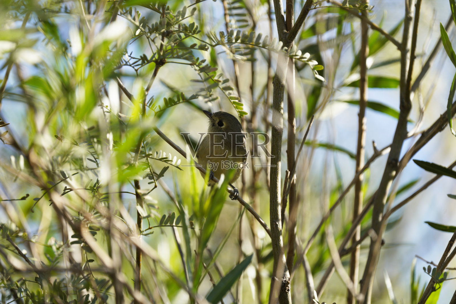 Hutton的Vireo非常细致照片摄影图片