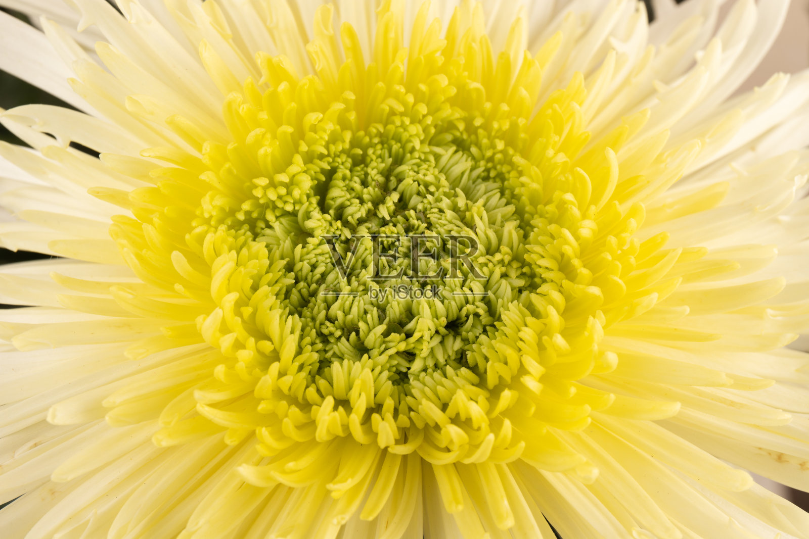 黄菊花头花特写。创造性的秋天的概念。花卉图案,对象。照片摄影图片