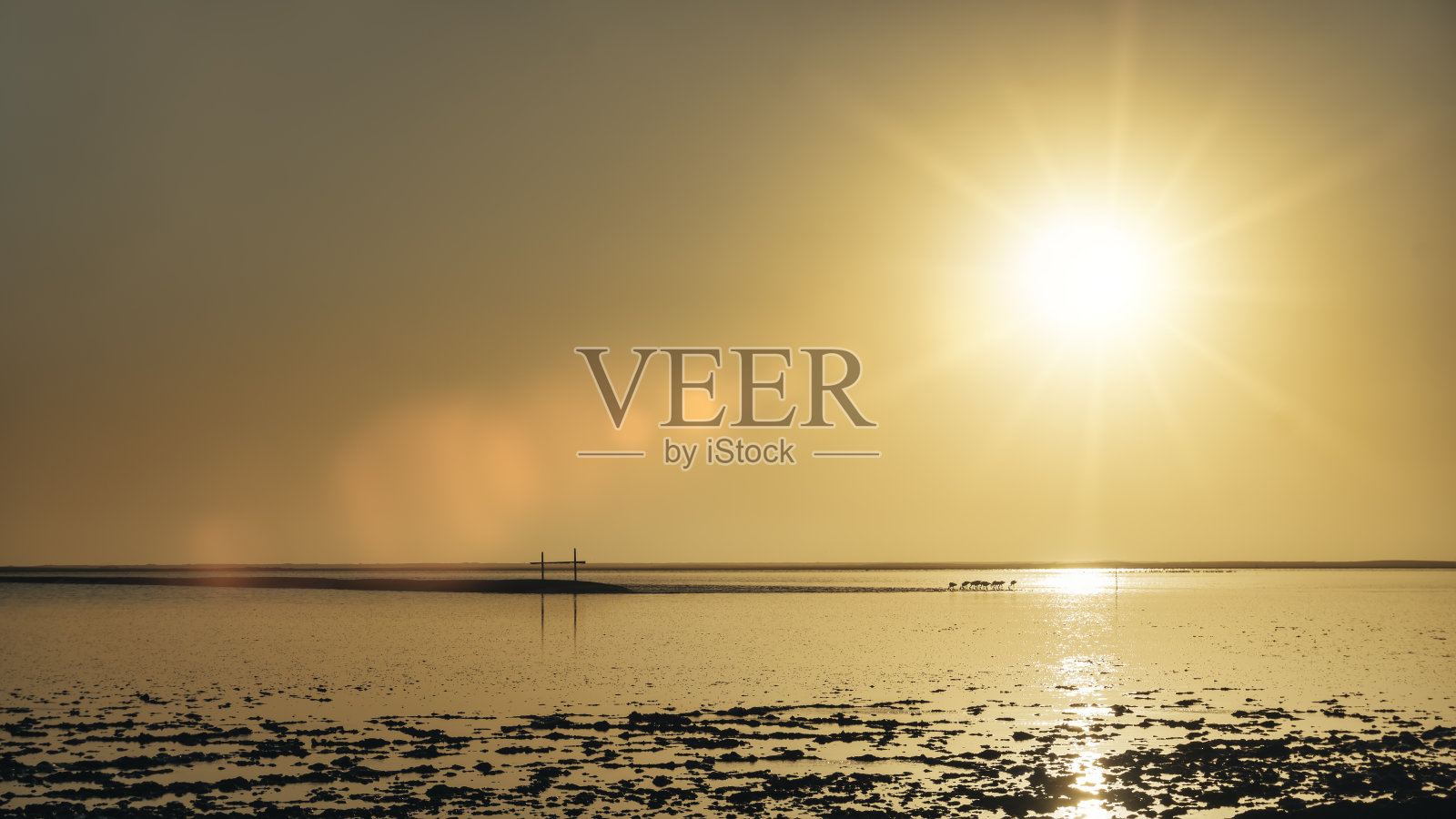 金色的夕阳照片摄影图片