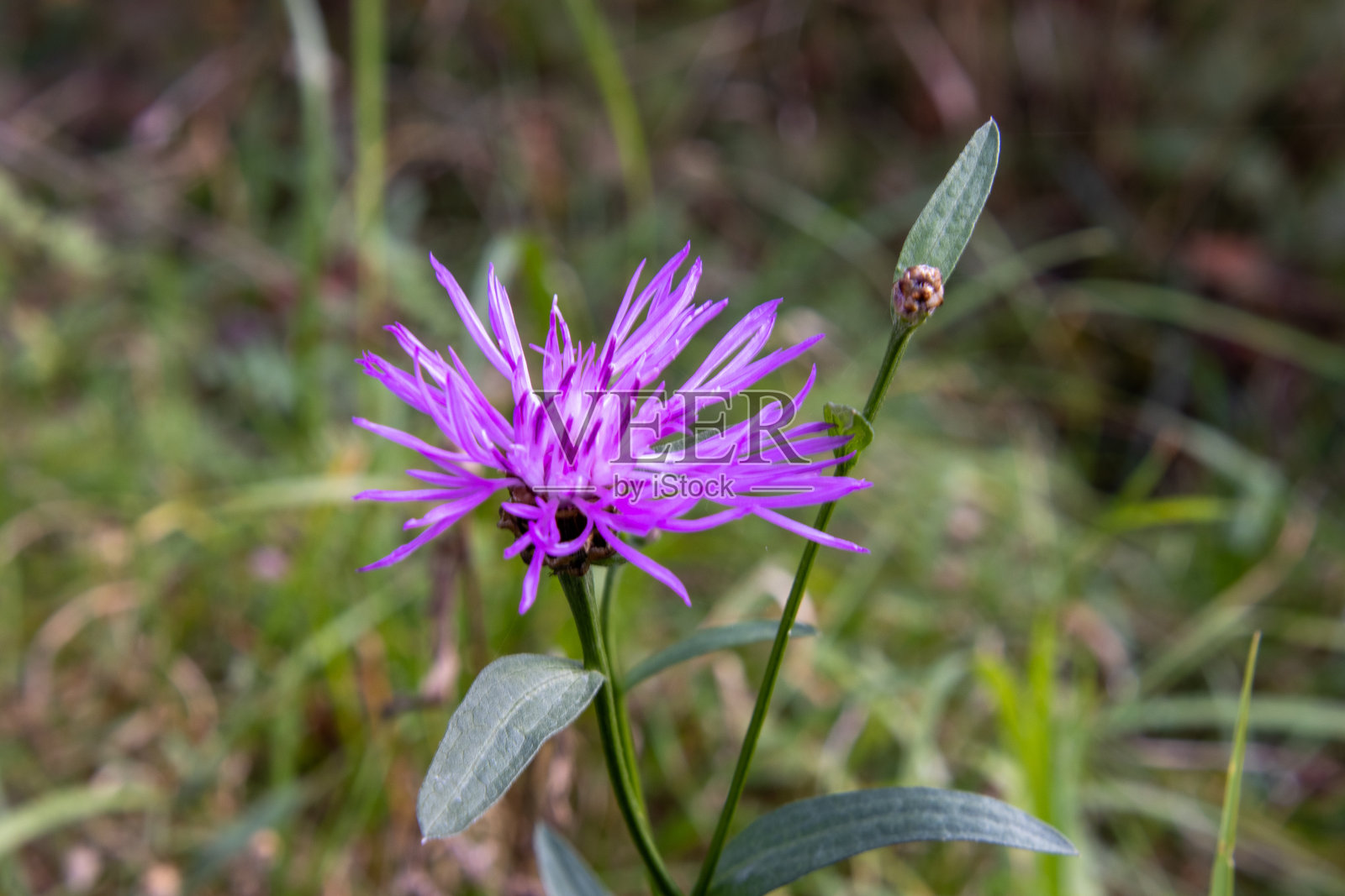 紫色的花照片摄影图片
