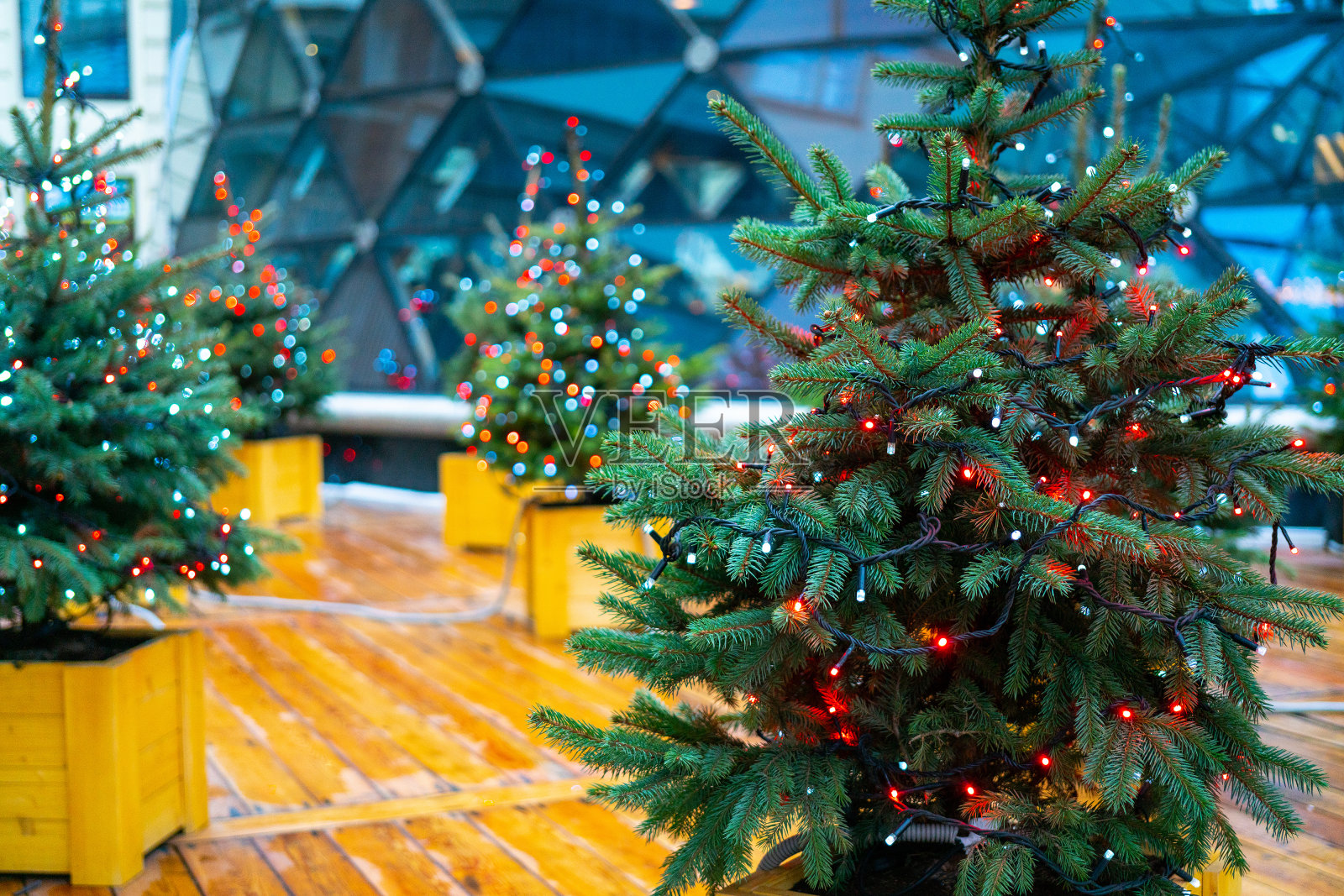 圣诞冷杉树和电花环照片摄影图片