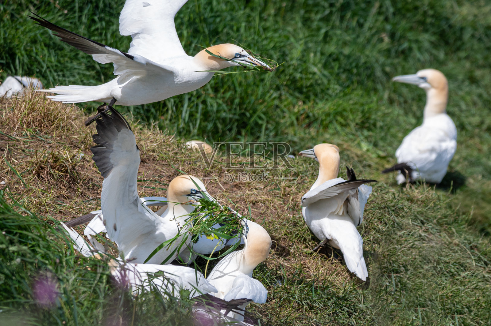 北方塘鹅，桑葚，用喙收集草筑巢材料照片摄影图片