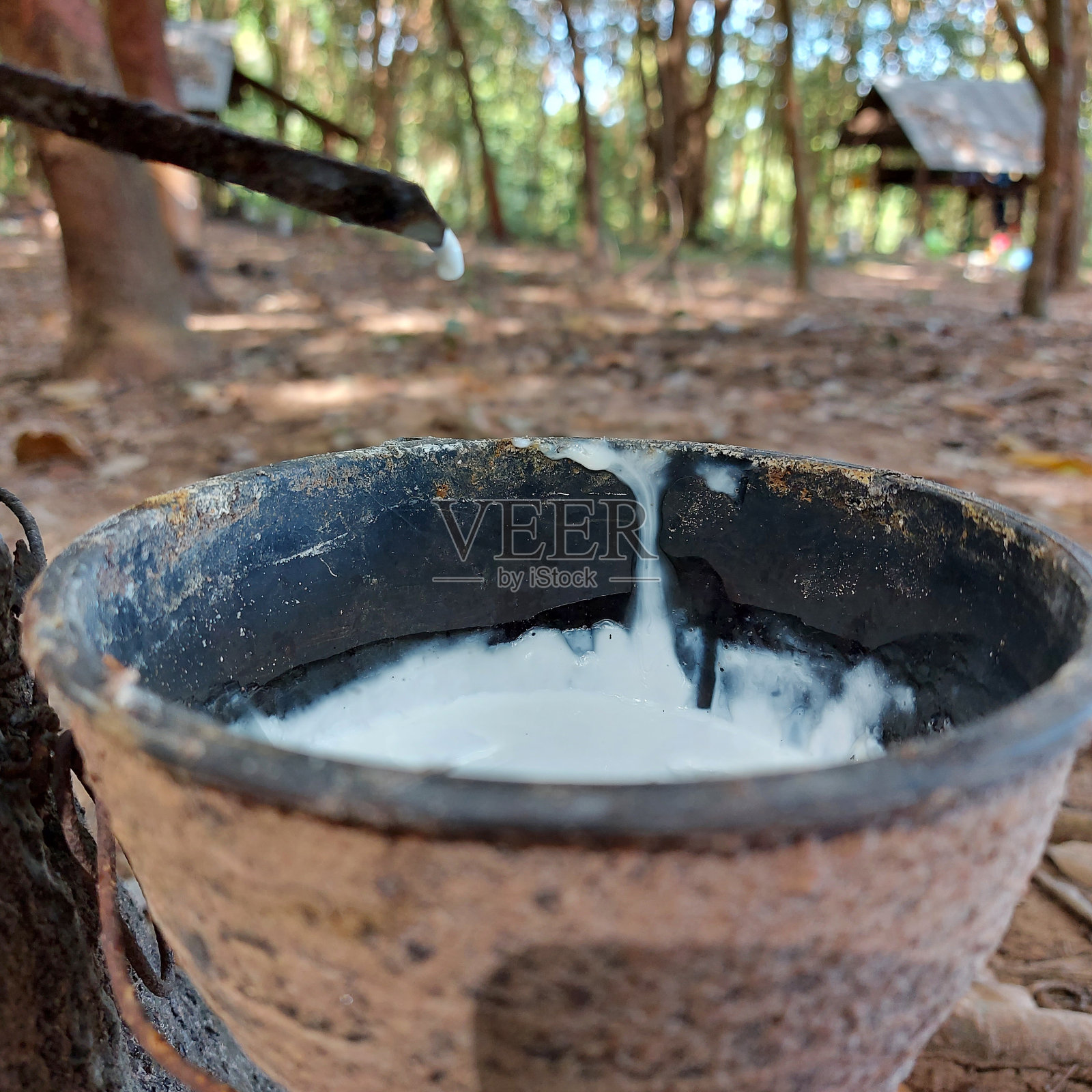 巴西橡胶树照片摄影图片