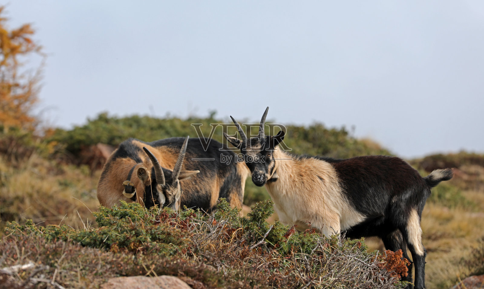 一只山羊站在草地上照片摄影图片