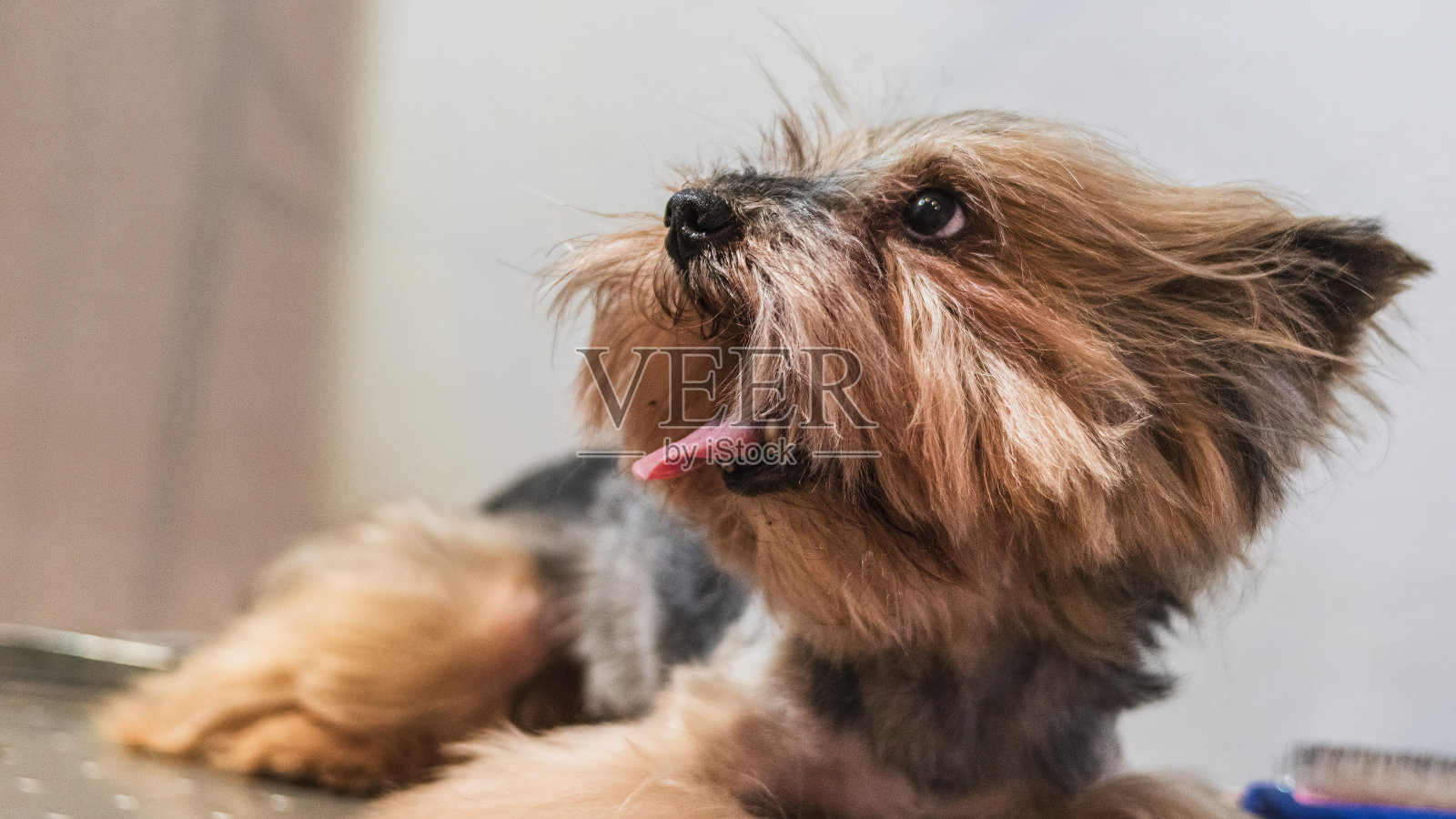 约克郡犬在家中由专业的美容师梳理和刷牙照片摄影图片