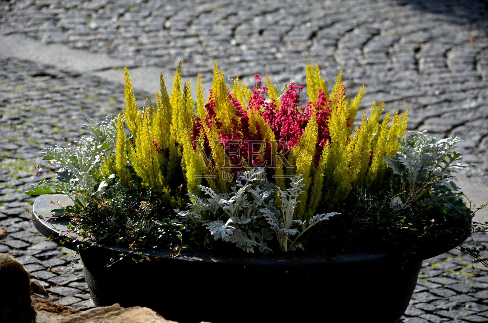 灰色花盆是在广场或公园的街道上放置的一种多年生植物开花的平面花盆。用钢筋，混凝土，鼠尾草，石南做成的路障照片摄影图片