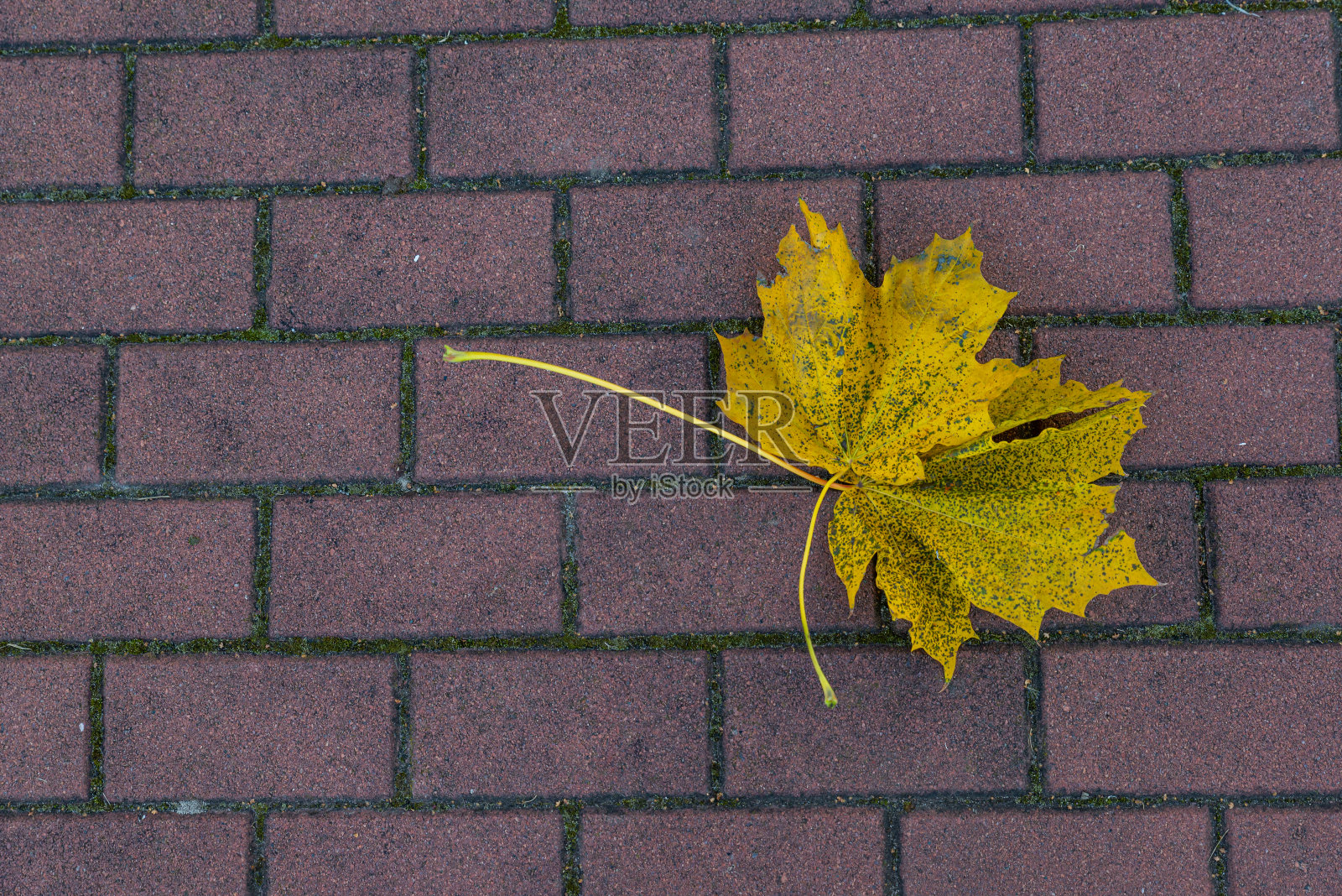 灰色石板铺成的地板上长着绿叶的树枝照片摄影图片