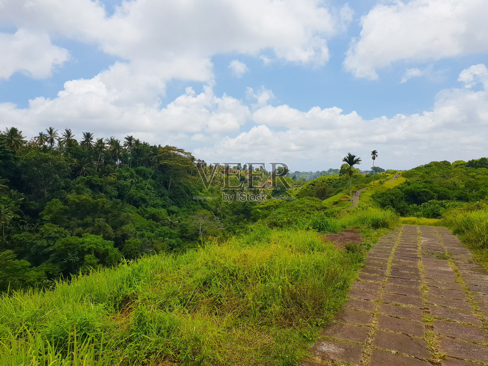 在热带地区照片摄影图片
