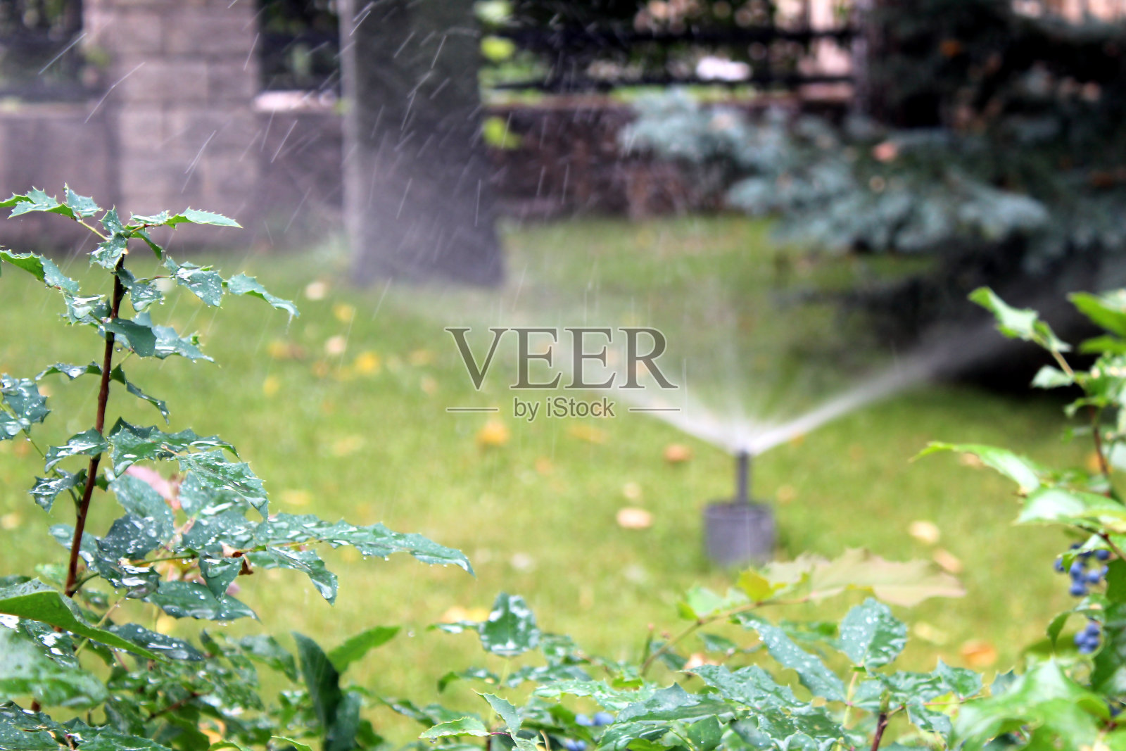 秋天的一天，在后院的草坪上，水溅着草坪。照片摄影图片