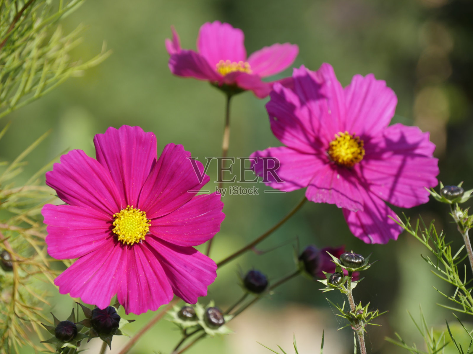 盛开的宇宙照片摄影图片