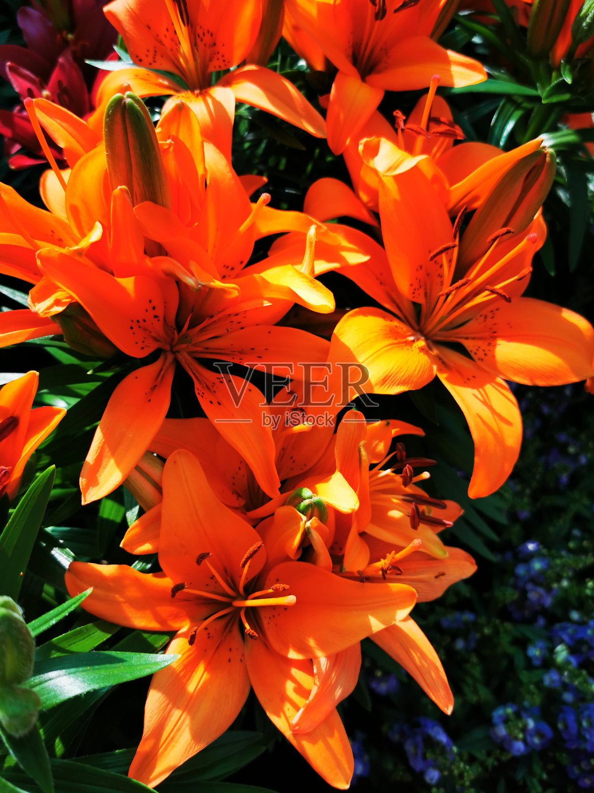 橙色礼来花质地照片摄影图片