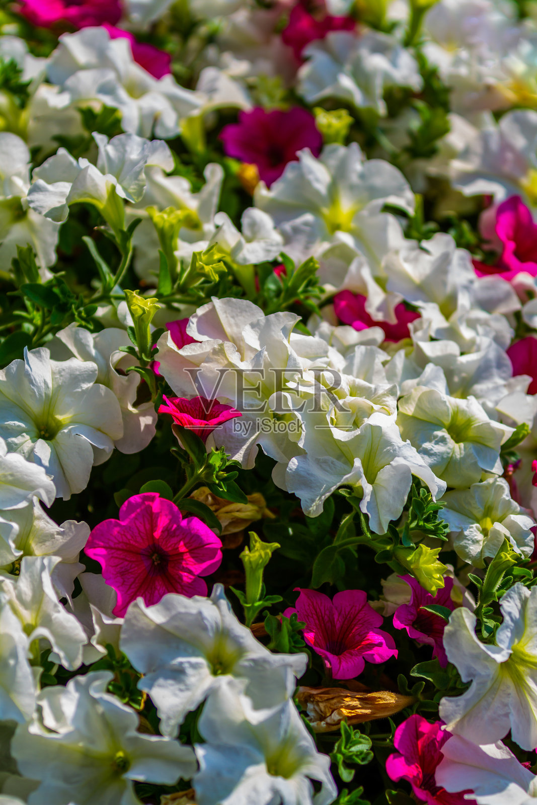 粉色和白色的牵牛花照片摄影图片