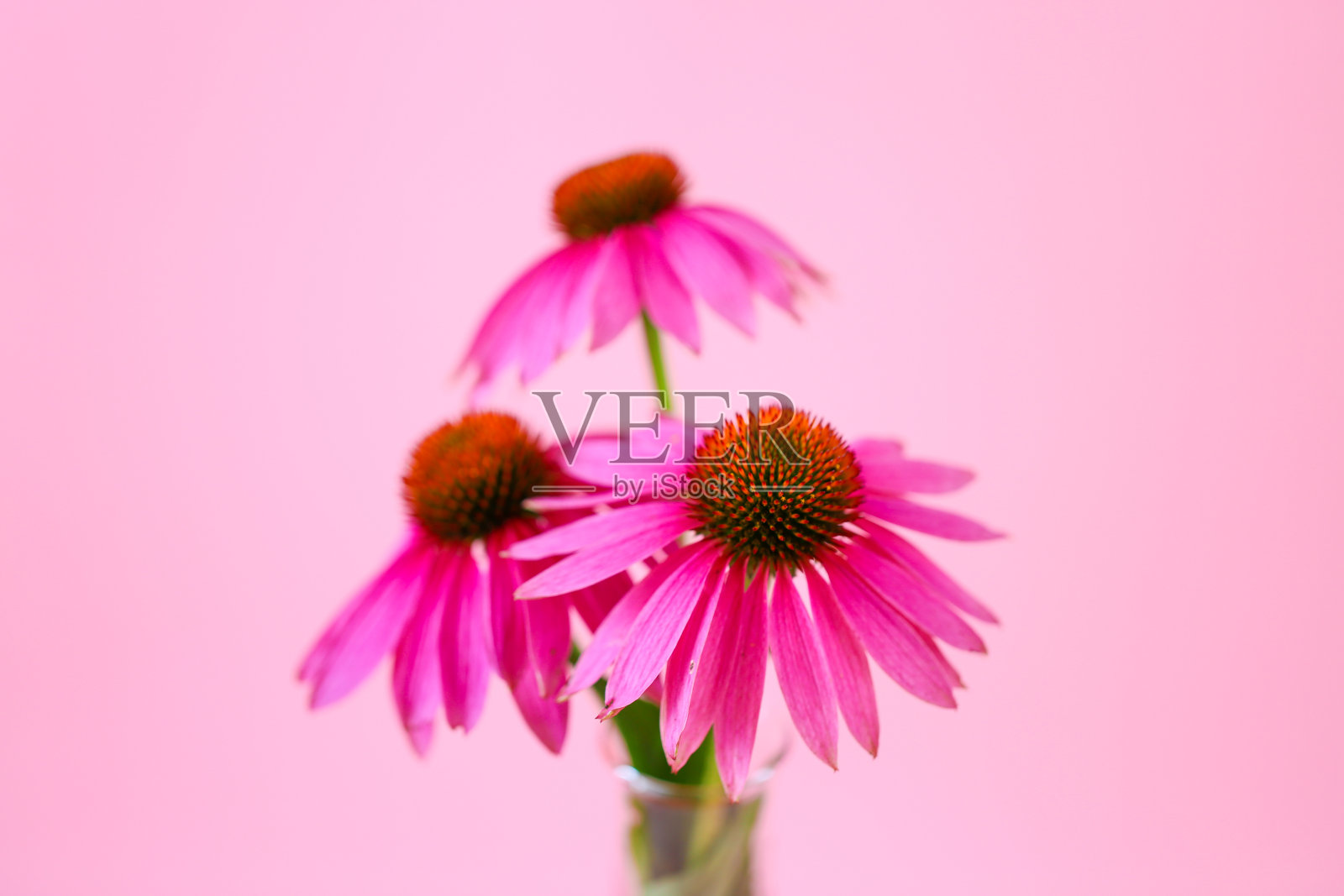 紫锥菊提取物。紫锥菊花朵在实验室的玻璃烧瓶上浅粉色的背景。顺势疗法和替代医学。中草药酊剂。草药和花卉照片摄影图片