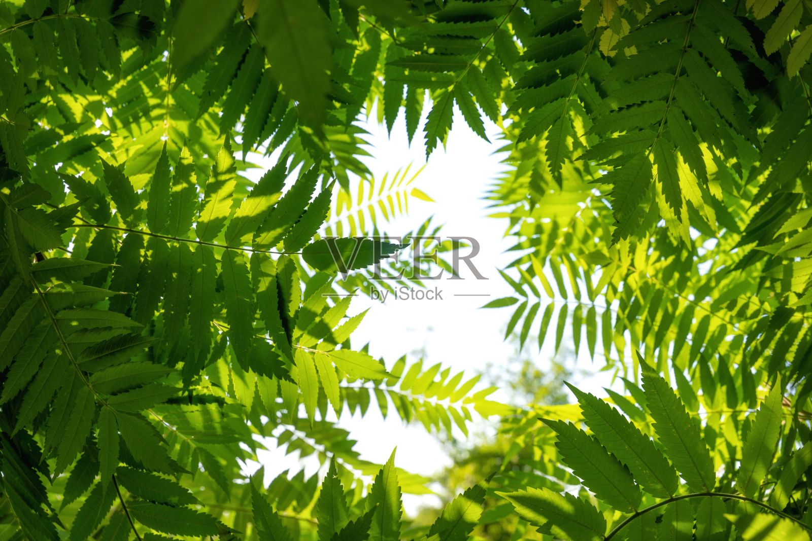 阳光穿透绿叶，复制空间照片摄影图片