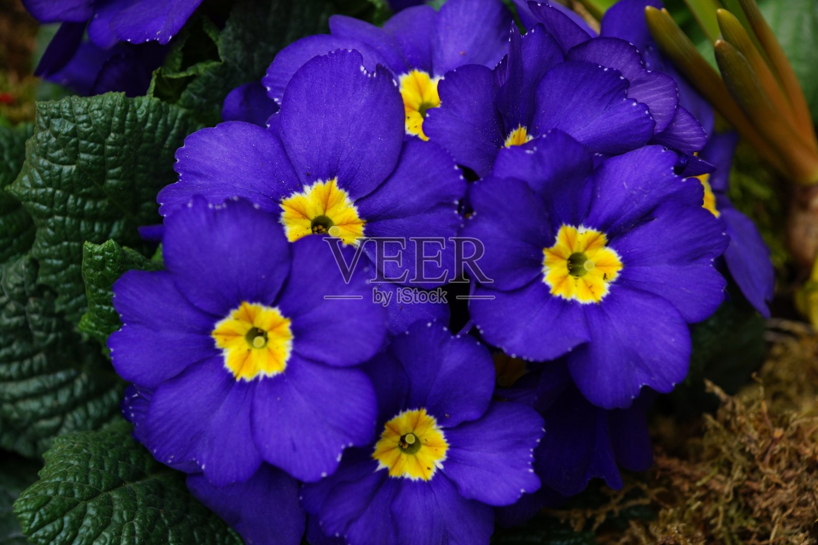 近距离拍摄的一束或美丽的蓝色樱草花在一个花园照片摄影图片