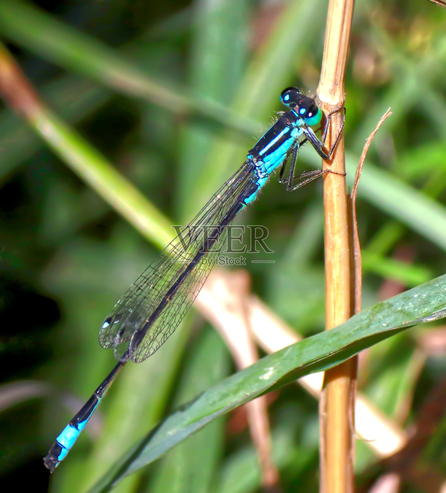 蜻蜓上了一刀的计划照片摄影图片