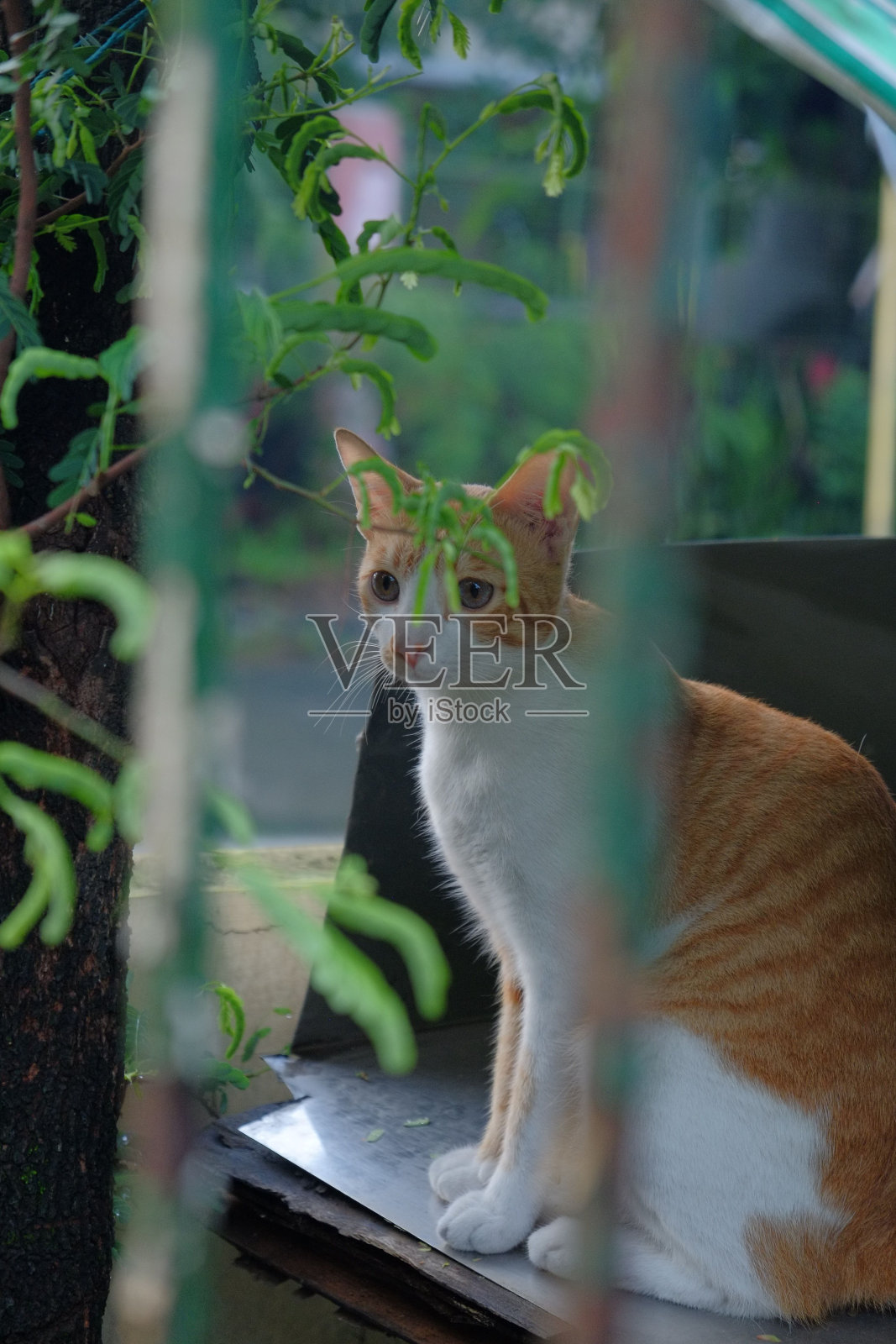 可爱的阿拉伯猫站在绿树叶后面的花园照片摄影图片