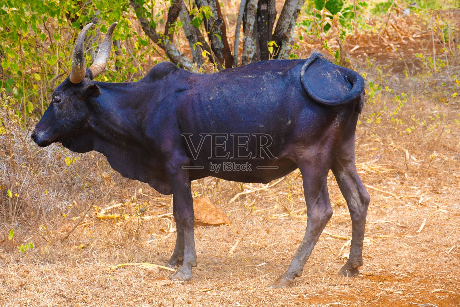 牛群站在草地上向旁边看照片摄影图片