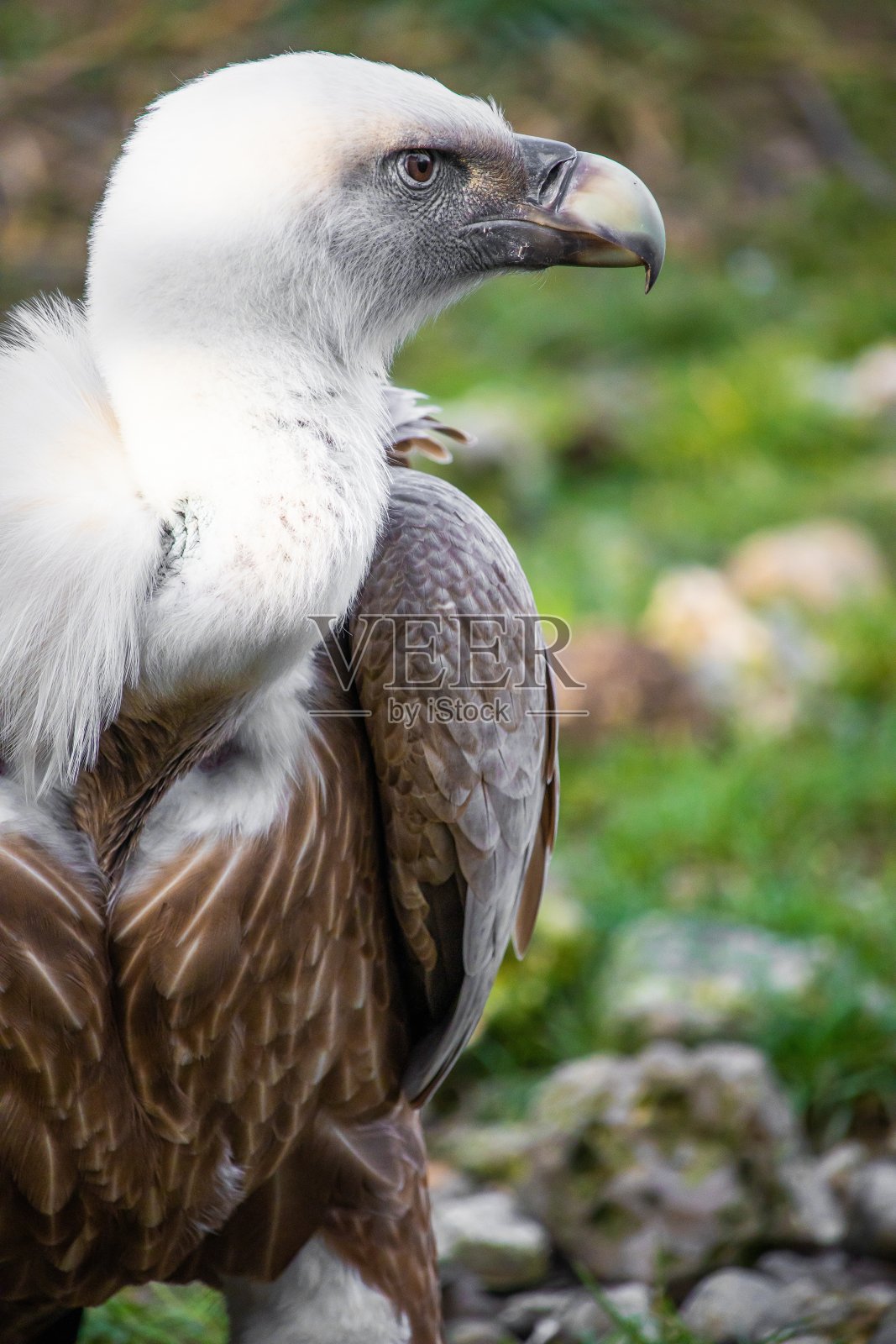 一只秃鹫在地面上用警惕的眼睛的特写镜头照片摄影图片