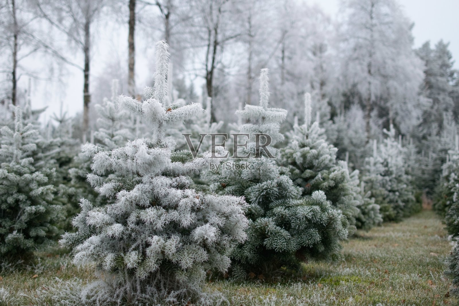 许多杉树被雪覆盖在模糊的背景上照片摄影图片