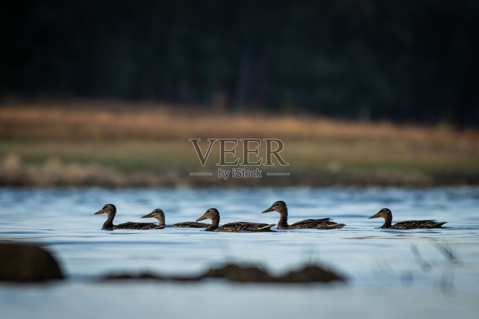 绿头鸭在湖中漂浮的选择性聚焦镜头照片摄影图片