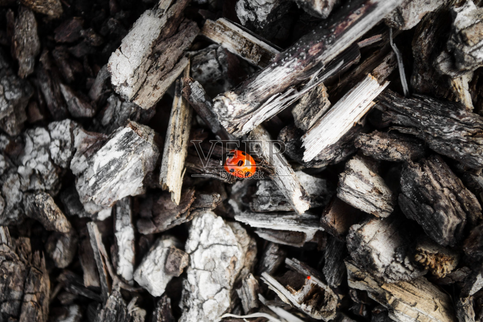 瓢虫在一堆烧焦的木头上的俯视图照片摄影图片