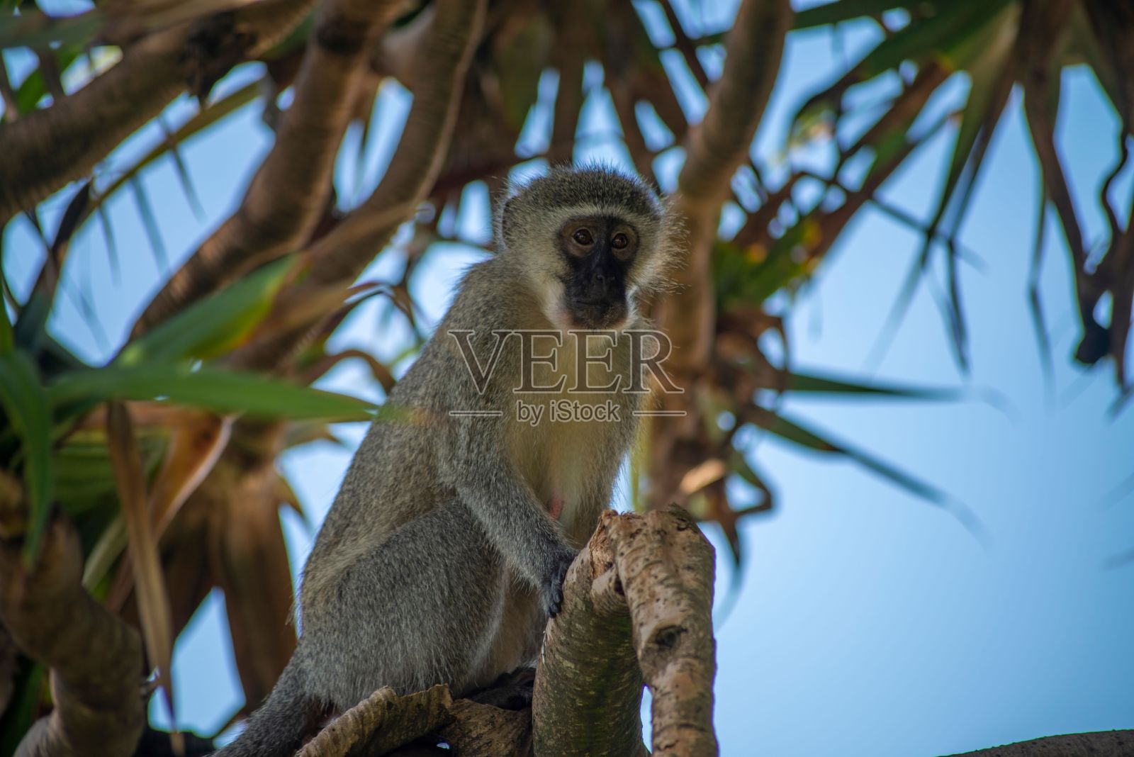 可爱的猴子在树上的美丽照片照片摄影图片