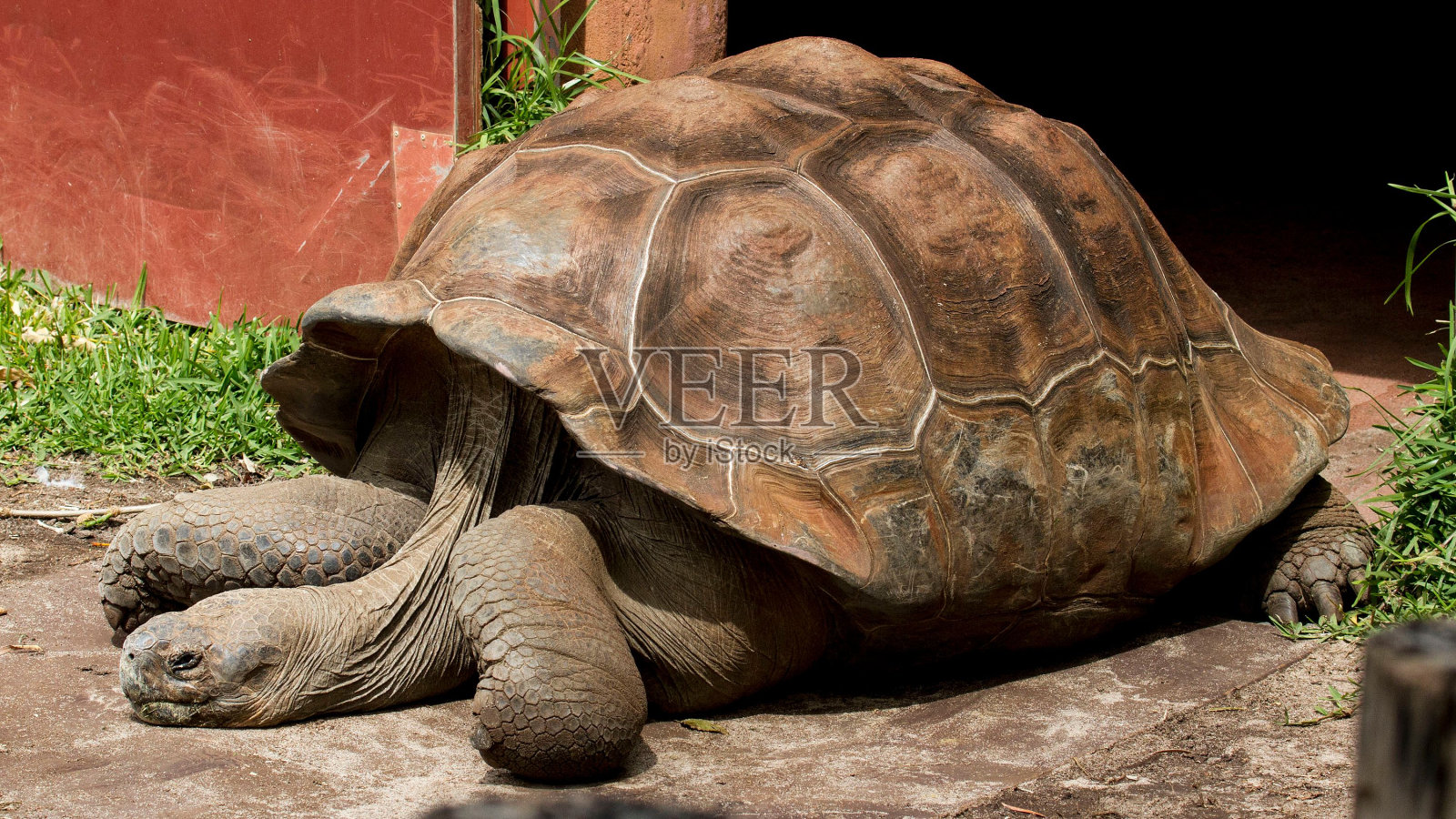 加拉帕戈斯龟在地上休息的特写照片摄影图片