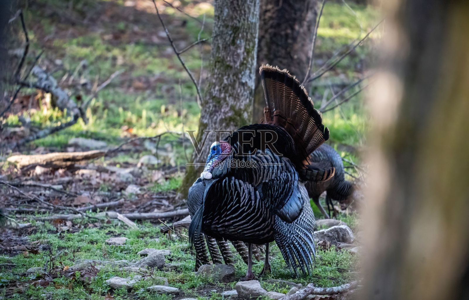 选择性聚焦拍摄野生火鸡鸟照片摄影图片