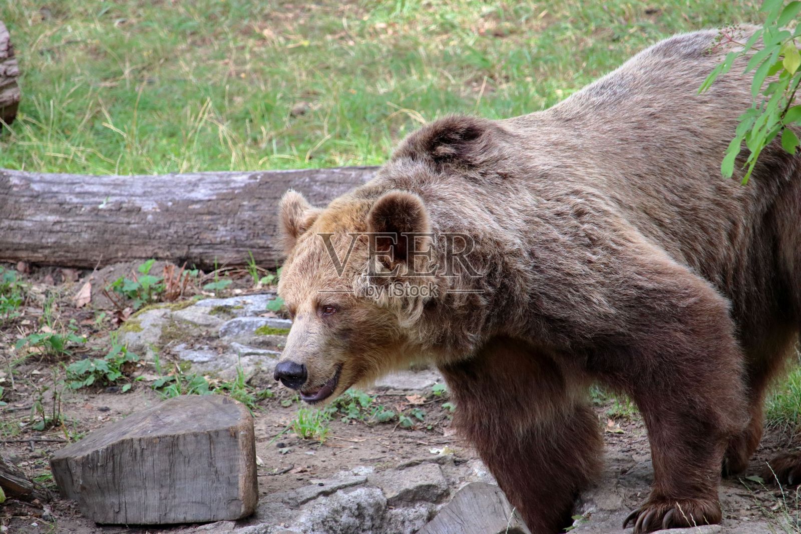阳光明媚的日子里，一只棕熊在森林里的特写镜头照片摄影图片