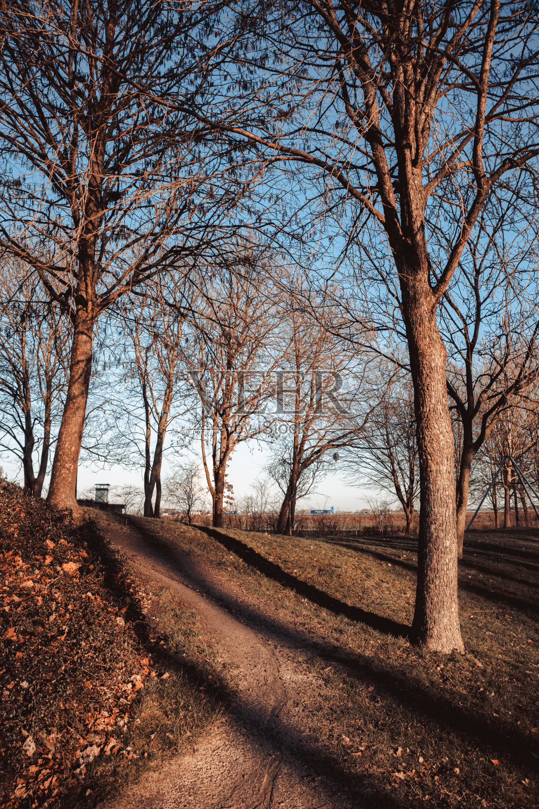 公园里几棵挨着的干树的垂直照片照片摄影图片