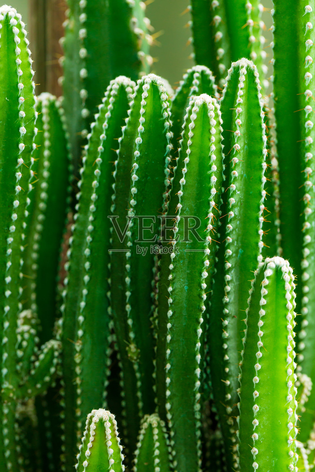 宏观仙人掌，绿色仙人掌作为背景的特写视图照片摄影图片
