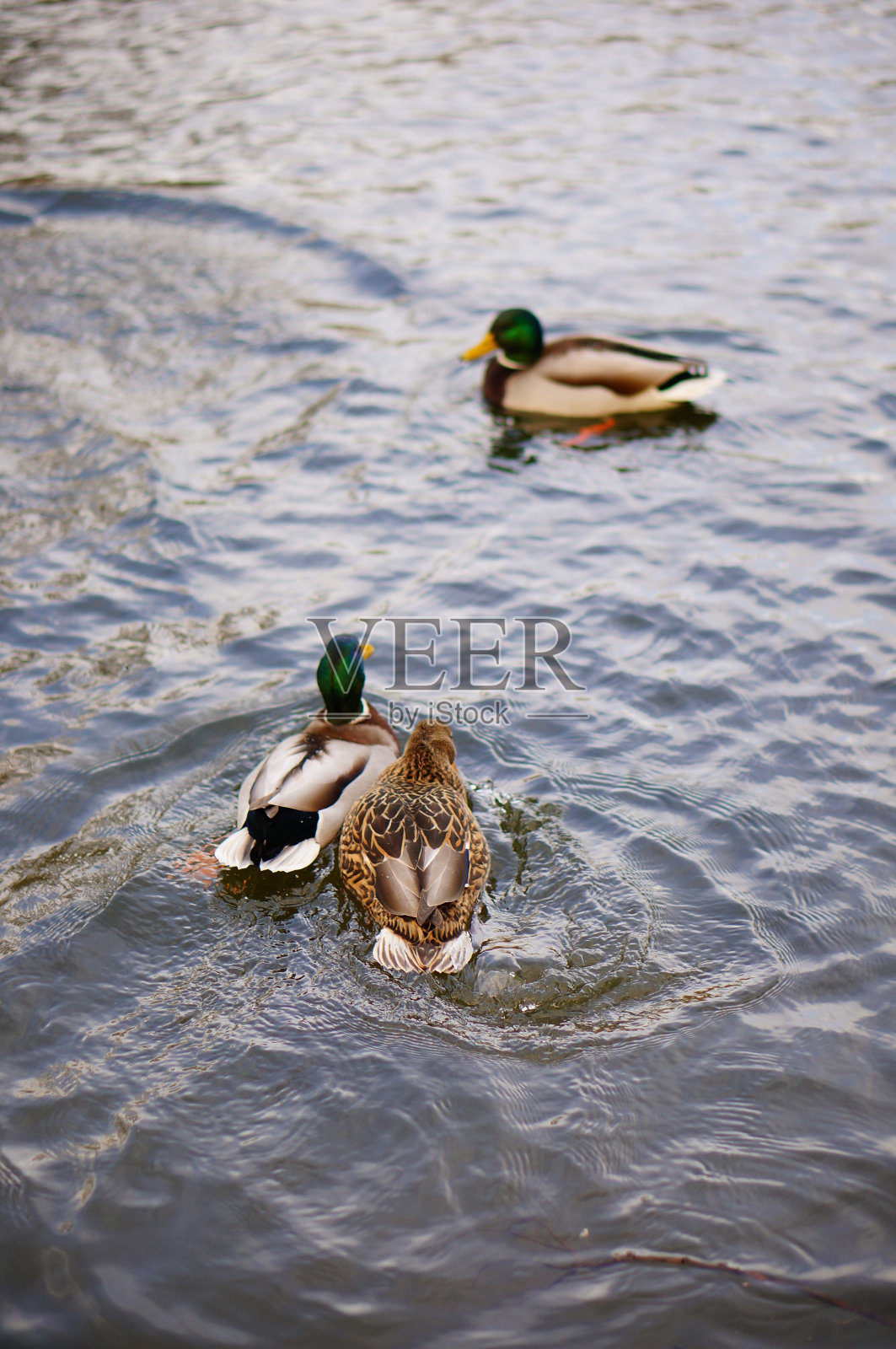 垂直高角度拍摄可爱的鸭子在湖里游泳照片摄影图片