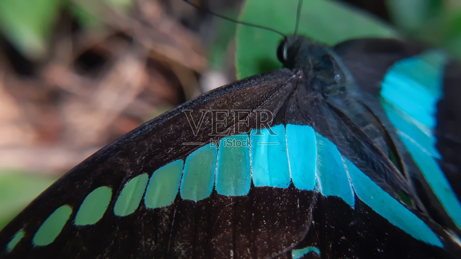 鳞翅目蝴蝶翅膀的特写镜头照片摄影图片
